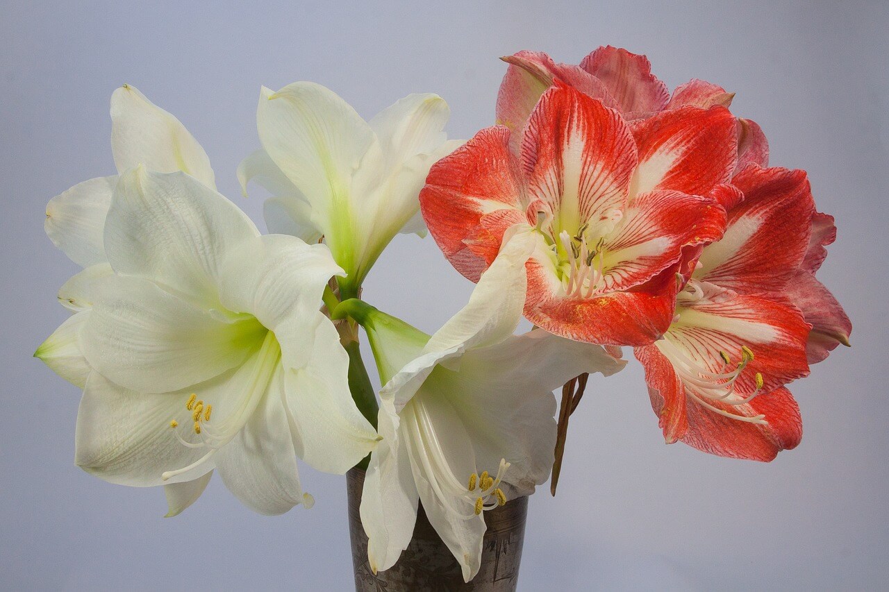 Amaryllis 1080459 1280