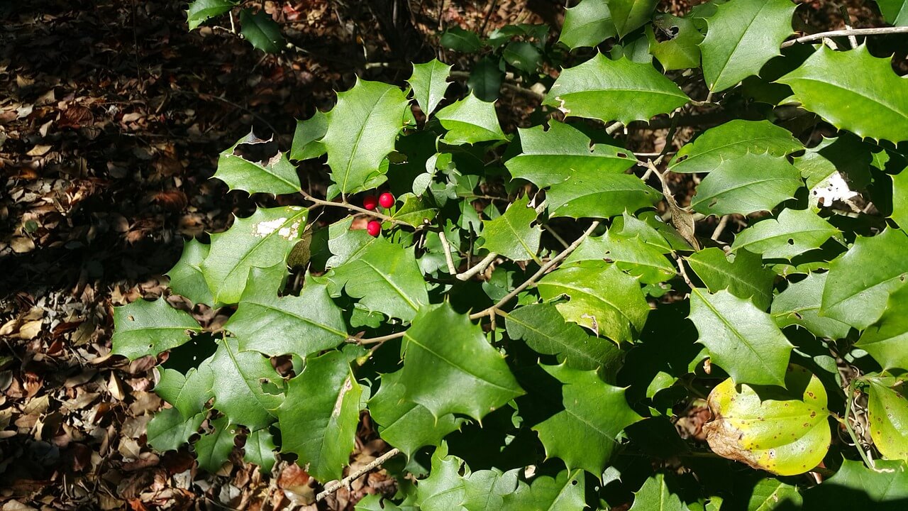 American Holly 1023641 1280