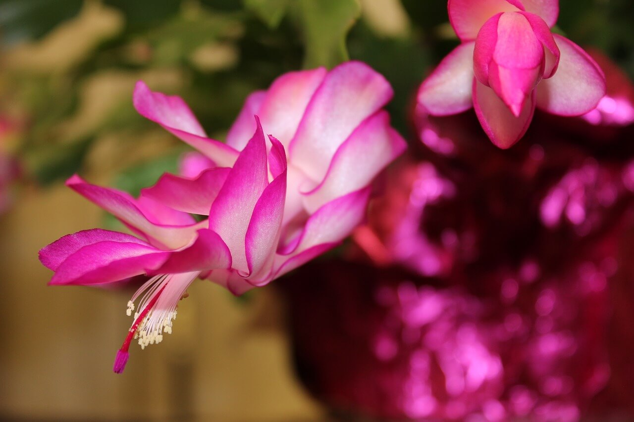 Christmas Cactus 3464711 1280