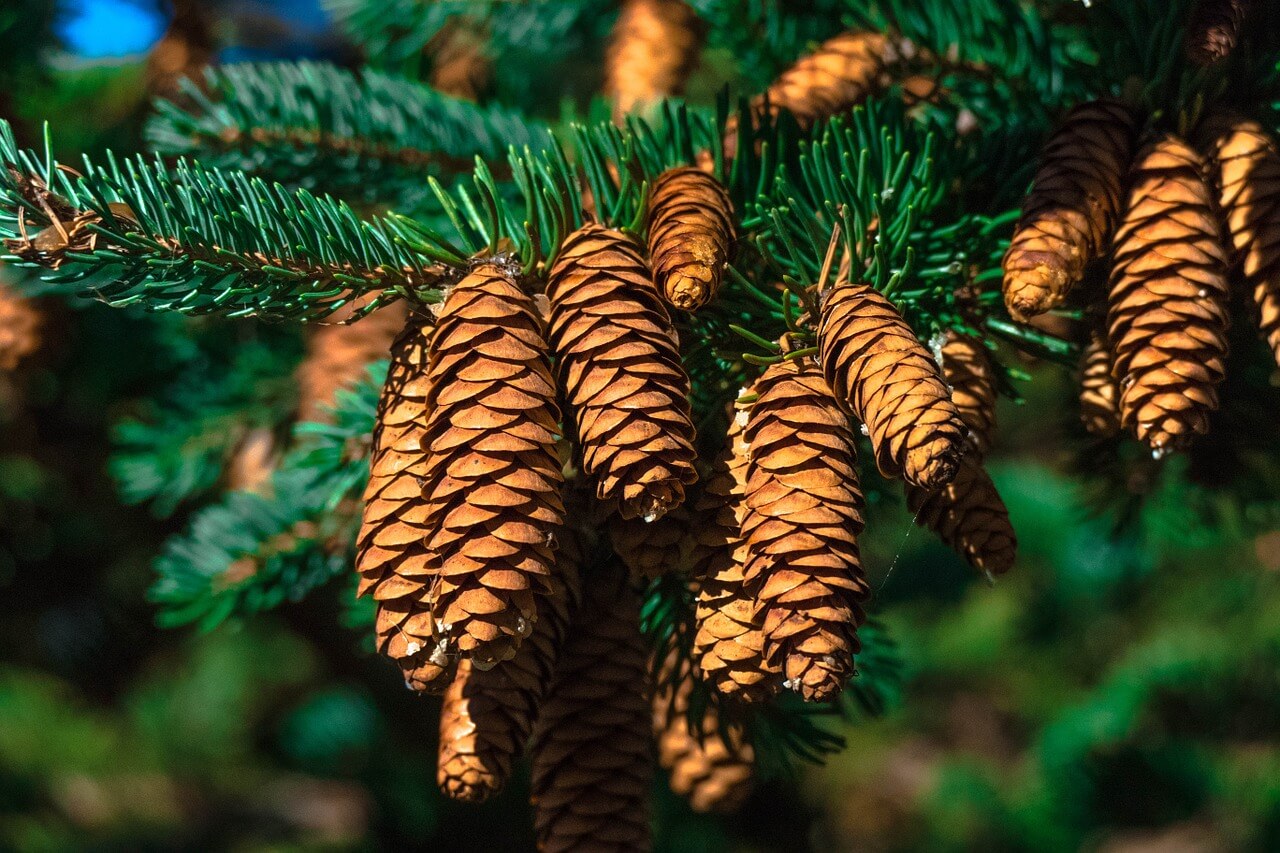 Fir Tree 1330187 1280