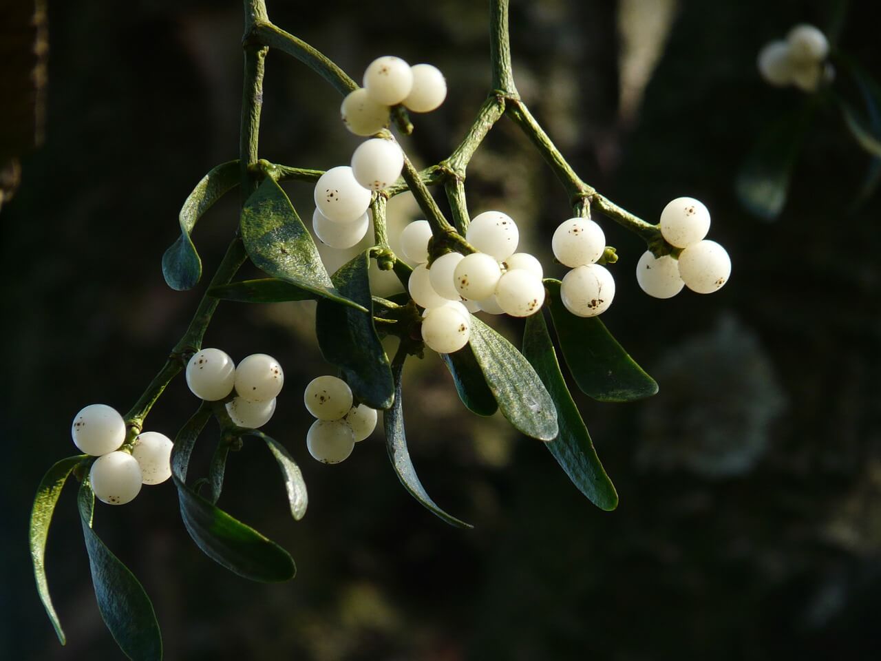 Mistletoe Berries 16393 1280