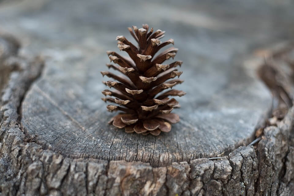 Pine Cone 1245888 960 720