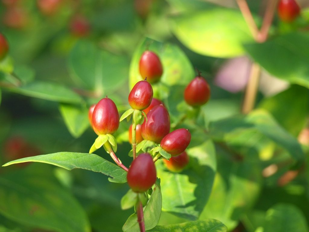 St Johns Wort 1731670 1280
