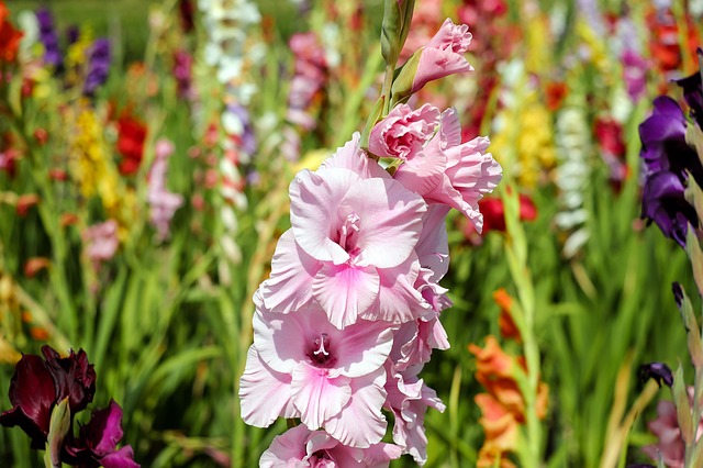 Gladiolus 1546575 640