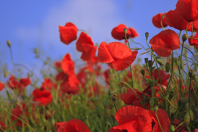 Meadow 76358 640