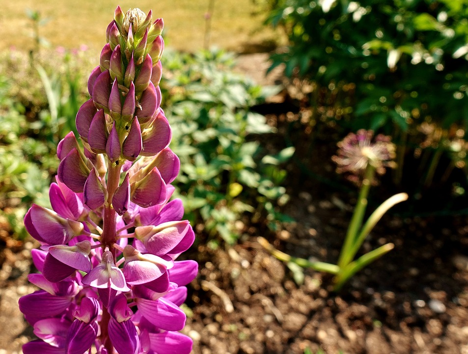 Snapdragon